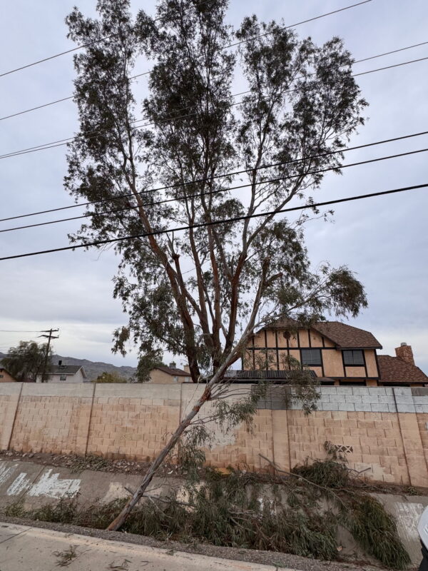 tree falling onto power lines