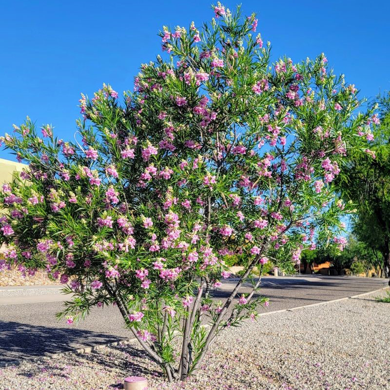 Bubba Jones Desert Willow Tree