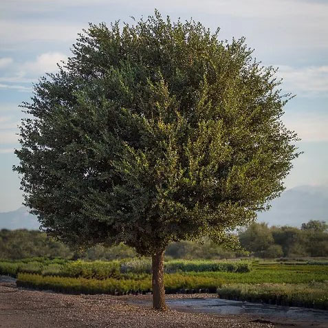 Joan Lionetti Texas Live Oak