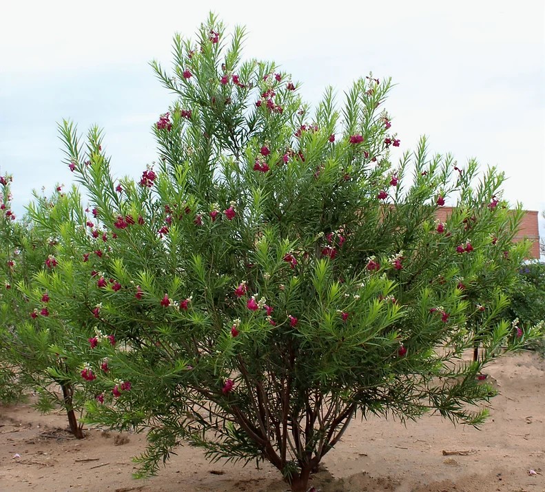 Sweet Bubba Seedless Desert Willow